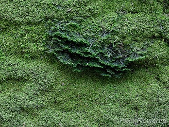 Pinnate scalewort